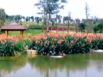 【来之不易的绿水青山】广西 那考河：“臭水沟”变身湿地公园