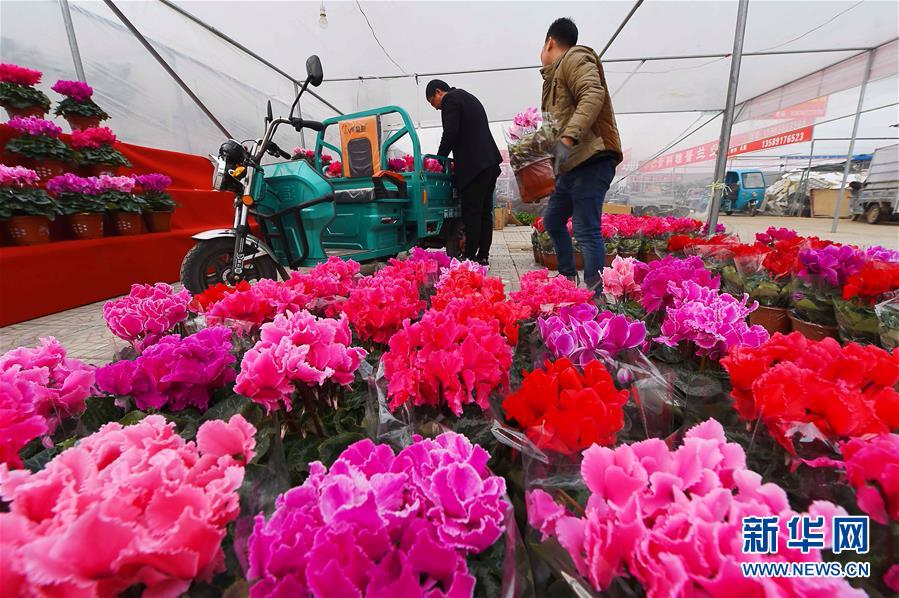 #（经济）（1）山东青州：鲜花展销迎新年