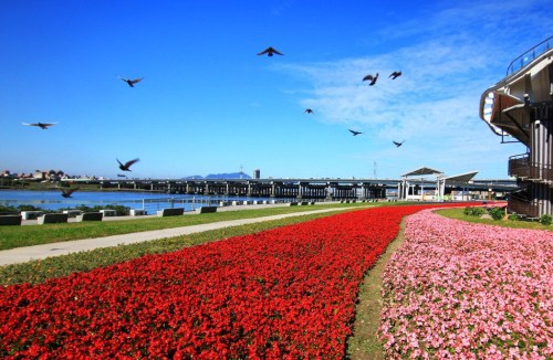 台北市水利处表示，延平河滨公园敦煌码头的花海盛开，十分美丽。来源：台湾联合新闻网(台北市水利处提供)