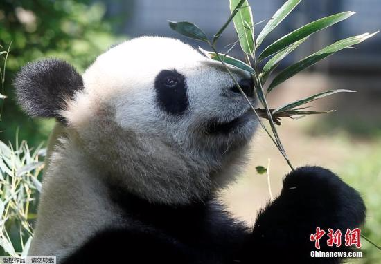 “真真”在2月27日与雄性大熊猫“力力”进行了3次交尾。两只大熊猫之间，曾在2012年诞生过一只熊猫宝宝，但不幸的是，熊猫宝宝在6天后患急病夭折，“真真”在此之后就没有生过宝宝。 文字来源：人民网