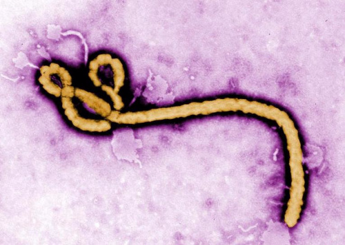 世卫组织：埃博拉原型疫苗或100%有效预防病毒