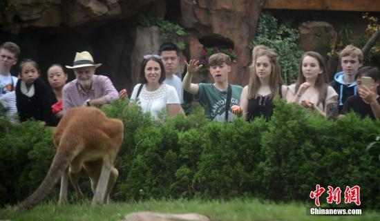 游客正观赏袋鼠。孟德龙 摄
