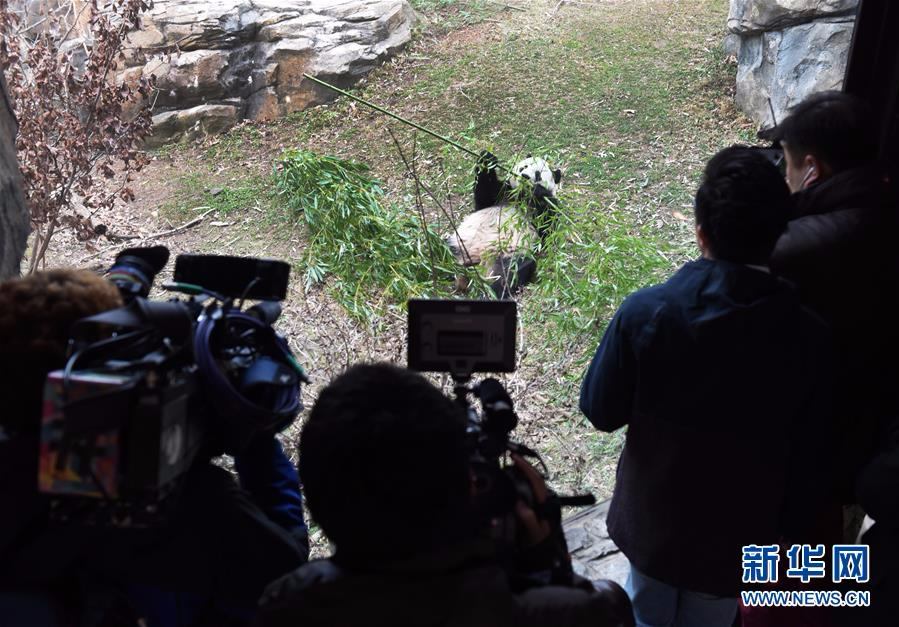 （国际）（4）大熊猫“宝宝”起程回国