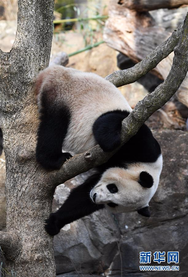 （国际）（5）大熊猫“宝宝”起程回国