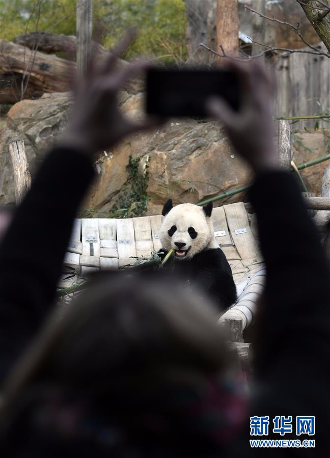 （国际）（10）大熊猫“宝宝”起程回国