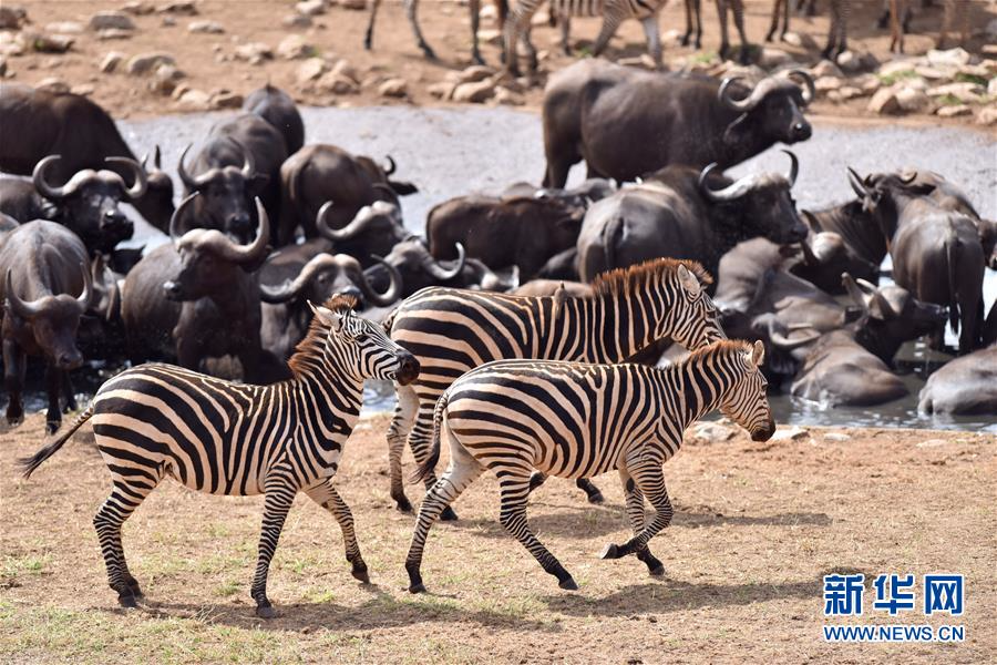 （国际）（1）肯尼亚开展野生动物“人口普查”