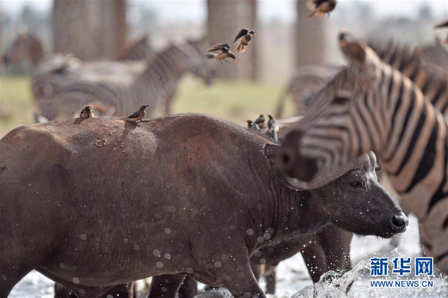 （国际）（2）肯尼亚开展野生动物“人口普查”