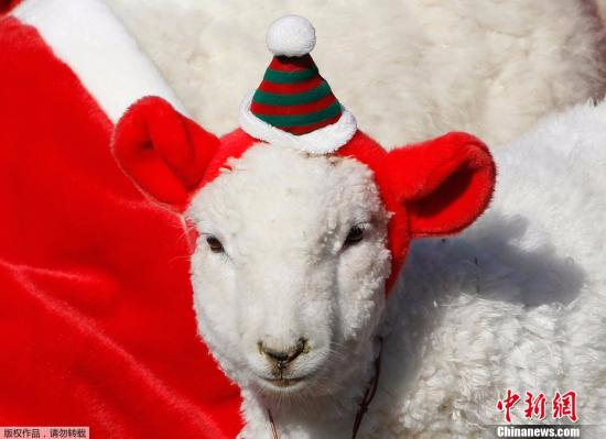 资料图：当地时间2011年11月24日，圣诞老人领着换上圣诞装的小羊羔游行。