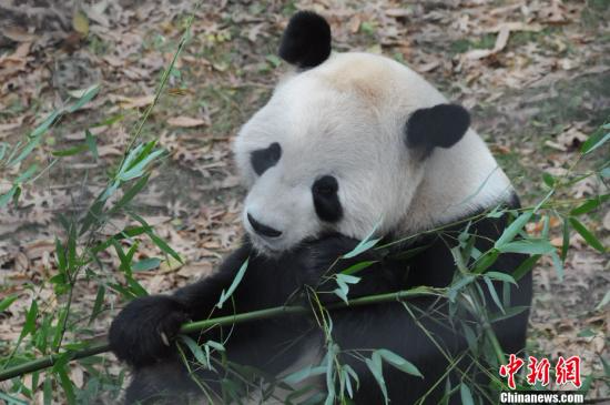 图为早前拍摄的熊猫添添正在吃竹子的图片。<span target='_blank' href='http://www.chinanews.com/'></div>中新社</span>发 吴庆才 摄