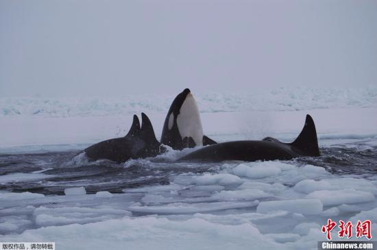 当地时间1月9日，11只虎鲸受困于冰面覆盖的加拿大哈德逊湾，当地救援人员和周围居民一起出手，合力援救。据悉，虎鲸是哺乳动物，不能在水里呼吸，需要探出水面换气，哈德逊湾大范围水面被冰覆盖，受困虎鲸们在附近冰面上唯一一个缺口“轮流”进行换气。