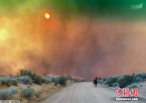 美国加州长谷遭野火侵袭,浓烟蔽日,树林里的动物四处窜逃。