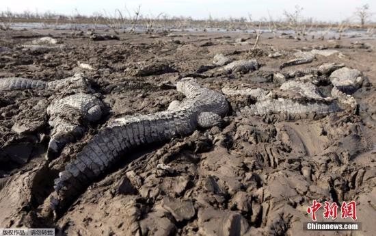当地时间7月4日，巴拉圭皮科马约河河水枯竭，鳄鱼为生存扎进还没有被完全晒干的泥土里。