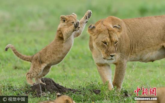 摄影师在坦桑尼亚塞伦盖蒂平原拍摄到了一组幼狮与成年母狮子玩耍的照片并于近日公开发布。