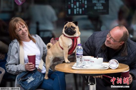 当地时间2017年7月16日，英国索尔福德，当地的爱狗人士为八哥犬组织了一个专属节日，在展览上，各式各样的八哥犬身着盛装，萌态可掬。