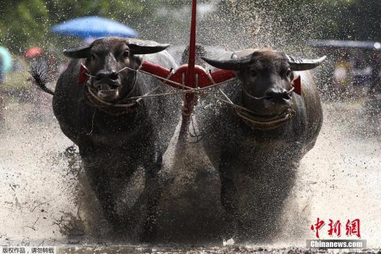 当地时间2017年7月16日，泰国春武里府，一年一度的水牛竞赛举行，参与者驾牛泥地狂奔。