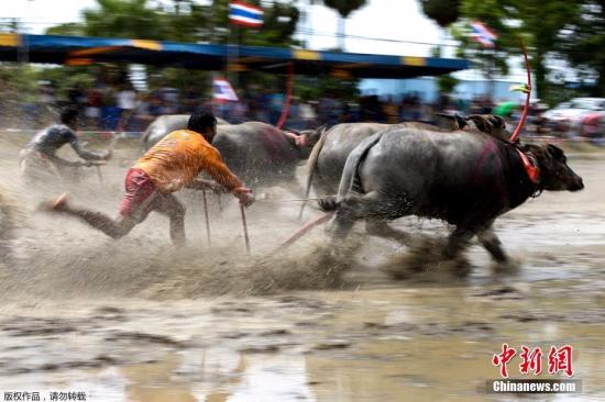 参赛者驾牛在泥地狂奔。