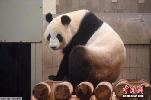 资料图：东京上野动物园的雌性大熊猫“真真”