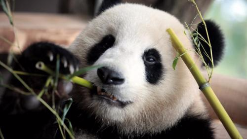 法国正准备迎来大熊猫宝宝的到来。来源：路透社。