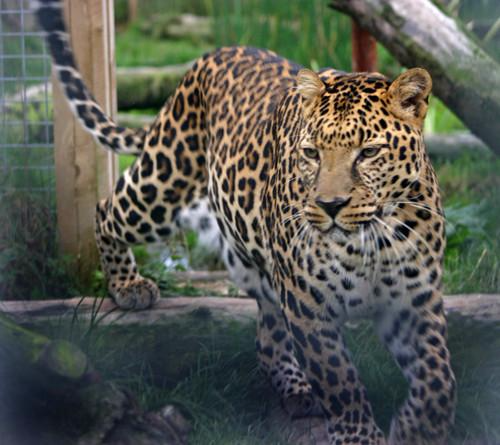 动物园中的豹子，曾经被一位印度王子饲养，因表现出咬人的倾向，被送给动物园。(图片来源：Animalarium Borth Zoo）