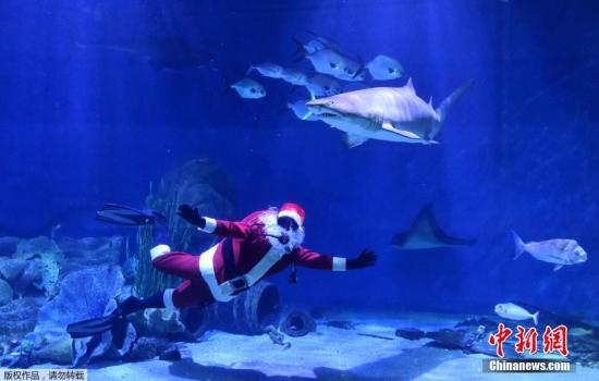 澳大利亚站。 当地时间12月22日，澳大利亚墨尔本水族馆里，圣诞老人和鲨鱼一起游泳。