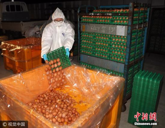 资料图：韩国“毒鸡蛋”事件持续发酵 受污染鸡蛋被销毁。 图片来源：视觉中国