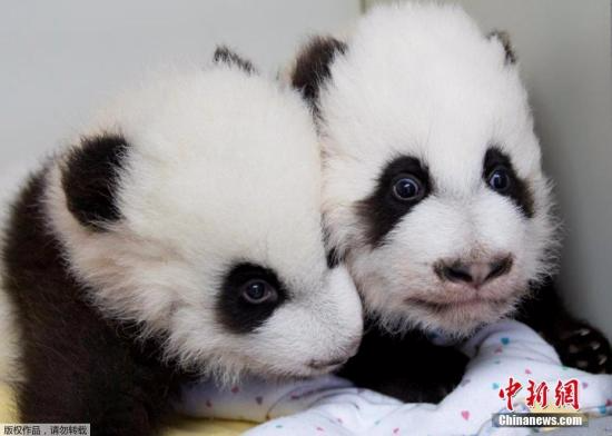 12月12日，美国亚特兰大动物园为一对雌性大熊猫双胞胎宝宝举行百天命名仪式，给姐妹俩分别起名“雅伦”和“喜伦”。这对名字是2.3万名熊猫“粉丝”从七对候选名字中投票选出的，其中有约一半人选择了这对具有中国特色又表达美好寓意的名字。图为“雅伦”和“喜伦”。