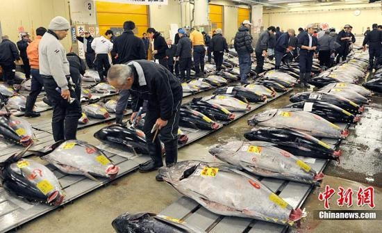1月5日，专营水产品和果蔬等生鲜食品的日本主要批发水产市场迎来了新年首个交易日。一条北海道户井产黑金枪鱼拍出3249万日元约合人民币261万元高价。据悉，这是1999年统计开始以来的最高价。图为顾客正在挑选自己中意的金枪鱼。