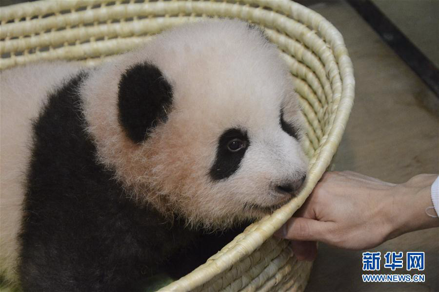 日本出生的熊猫幼崽被命名为“香香”