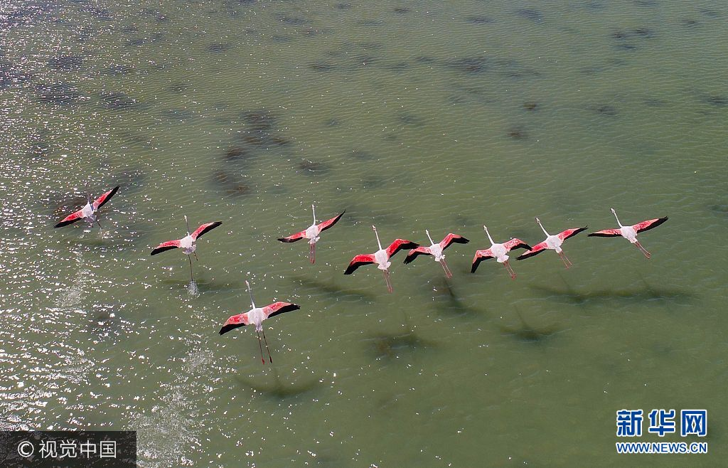 当地时间2017年9月27日，土耳其亚达那，火烈鸟群掠过阿克亚坦湖湖面。***_***ADANA, TURKEY - SEPTEMBER 27:  Flamingos fliyng over Akyatan Lagoon located in the crossing area of the birds' migration routes in Adana, Turkey on September 27, 2017. (Photo by Eren Bozkurt/Anadolu Agency/Getty Images)