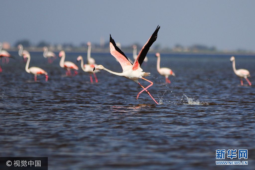 当地时间2017年9月27日，土耳其亚达那，火烈鸟群掠过阿克亚坦湖湖面。***_***ADANA, TURKEY - SEPTEMBER 27:  Flamingos on the Akyatan Lagoon located in the crossing area of the birds' migration routes in Adana, Turkey on September 27, 2017. (Photo by Eren Bozkurt/Anadolu Agency/Getty Images)