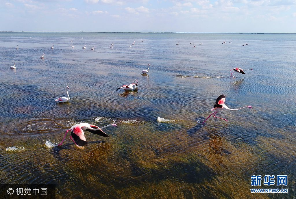 当地时间2017年9月27日，土耳其亚达那，火烈鸟群掠过阿克亚坦湖湖面。***_***ADANA, TURKEY - SEPTEMBER 27:  Flamingos on the Akyatan Lagoon located in the crossing area of the birds' migration routes in Adana, Turkey on September 27, 2017. (Photo by Eren Bozkurt/Anadolu Agency/Getty Images)