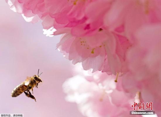 资料图：蜜蜂在盛开的扁桃树花丛中飞舞。