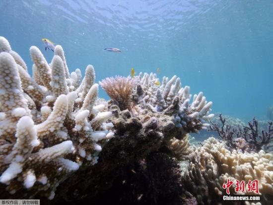 资料图：澳大利亚昆士兰蜥蜴岛发布了大堡礁珊瑚加速白化的照片。
