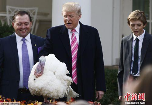 美国总统特朗普赦免感恩节火鸡。