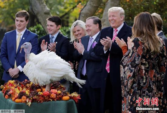 当地时间2017年11月21日，美国华盛顿，白宫举办赦免火鸡仪式，特朗普赦免火鸡“鸡腿”。