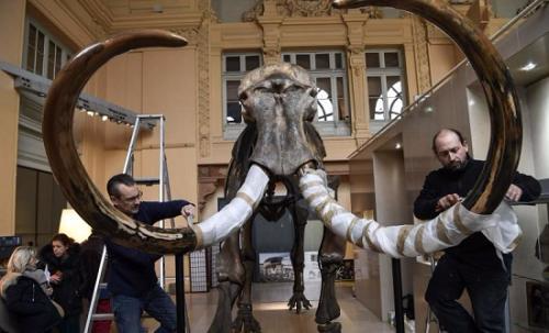 这具猛犸象骨架高3米多，附有两根象牙。(图片来源：法新社)