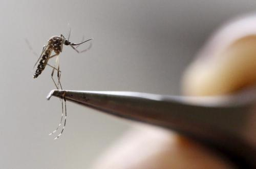 资料图：蚊子。 图片来源：路透社