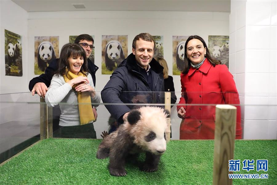 （国际）法国总统参观大熊猫宝宝“圆梦”