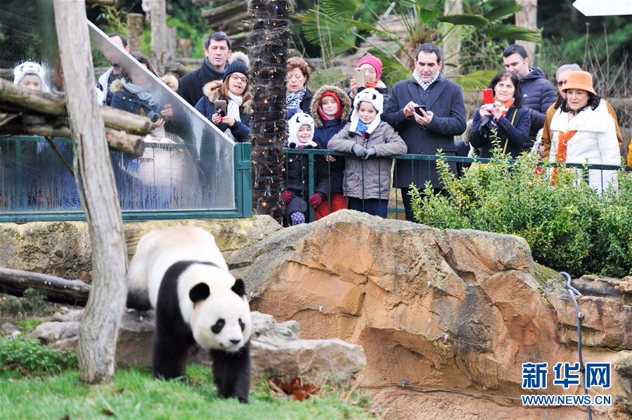 （国际）（5）大熊猫宝宝“圆梦”正式与法国公众见面
