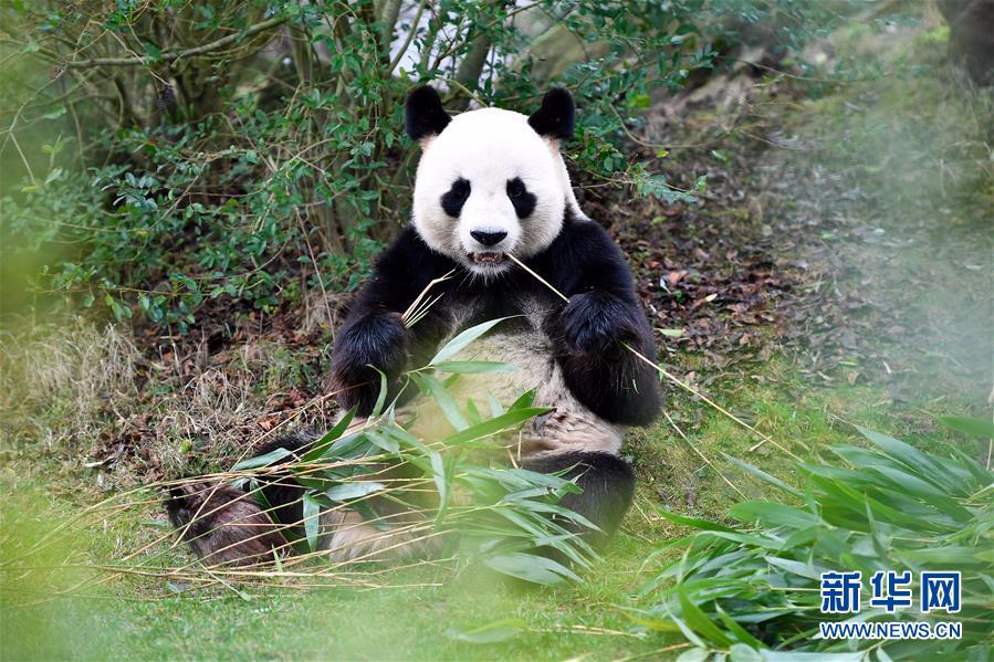 （国际）（6）大熊猫宝宝“圆梦”正式与法国公众见面