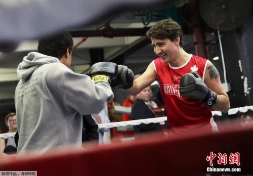 当地时间2016年4月21日，美国纽约，加拿大总理特鲁多在拳击馆展开训练。