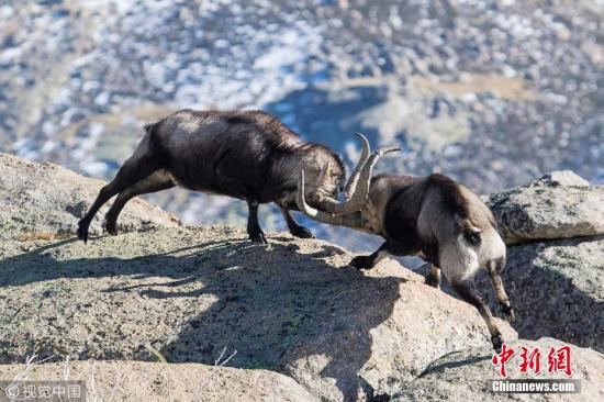 在西班牙卡斯蒂利亚-莱昂的一处悬崖上，一对雄性野生山羊进行决斗，它们用强有力的角作为武器。 图片来源：视觉中国