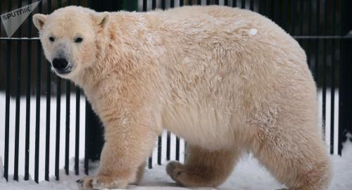 资料图片：俄罗斯岁数最大的北极熊在彼尔姆去世。（图片来源：俄罗斯卫星网）