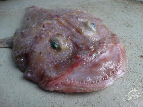 澳大利亚发现奇怪深海生物 眼睛凸出外形卡通(图)