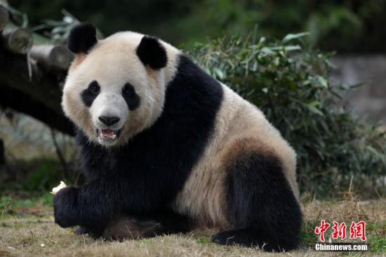 大熊猫将引种东迁神农架 林业局已批准同意建馆