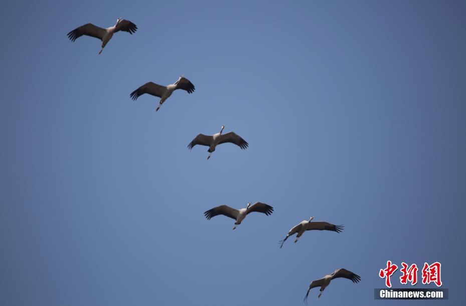 国家二级保护鸟类灰鹤飞抵鄱阳湖越冬