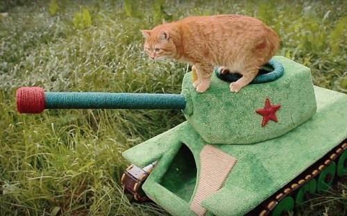 会移动的新家猫咪乘“坦克猫屋”四处探索（图）