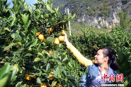 广西德保脐橙远销越南泰国吸引大批农民工返乡创业