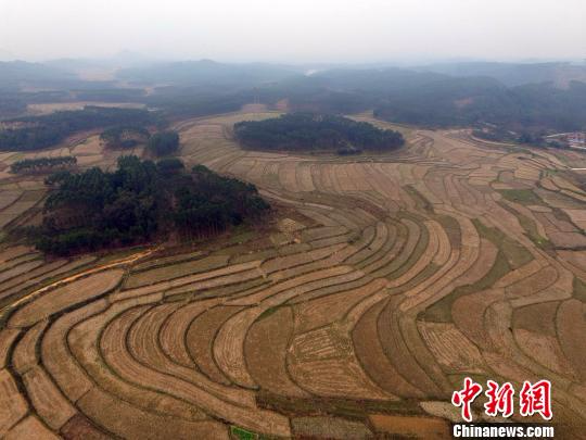 广西21个县发现2千万亩富硒土壤航拍富硒水田美如画