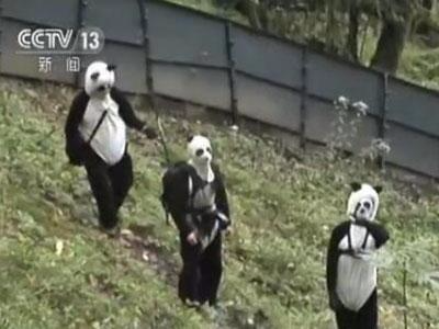 工作人员扮成熊猫降低熊猫警戒心
